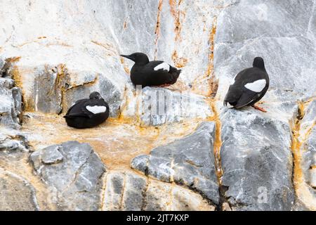 schwarzen Guillemot oder Tystie (Cepphus Grylle) Stockfoto