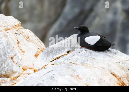 schwarzen Guillemot oder Tystie (Cepphus Grylle) Stockfoto