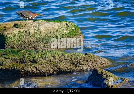 Ein grüner Reiher (Butorides virescens) beobachtet am 27. August 2022 einen Fisch, der in der Nähe eines Anlegermegels in Dauphin Island, Alabama, schwimmt. Stockfoto