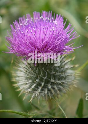 Nahaufnahme eines blühenden Speerstiels (Cirsium vulgare) Stockfoto