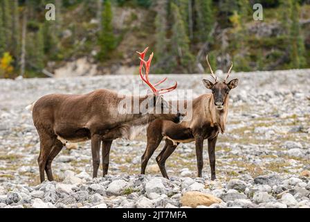 Ein männlicher und weiblicher Waldkaribou (Rangifer tarandus caribou) am Muncho Lake in den nördlichen Rocky Mountains von British Columbia Stockfoto