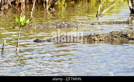 Morelets Krokodil (Crocodylus moreletii), auch bekannt als mexikanisches Krokodil oder Belize-Krokodil, schwimmt in den Lagunen von Ambergris Caye, Belize. Stockfoto