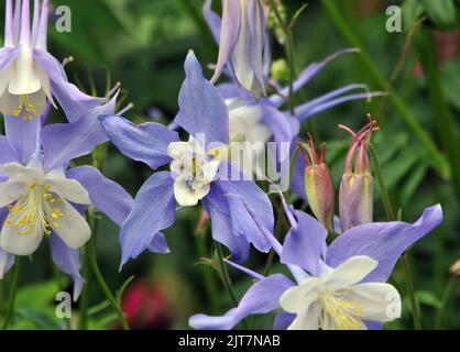 AQUILEGIA IN DEN GÄRTEN DER ABTEI MOTTISFONT, IN DER NÄHE VON ROMSEY, HAMPSHIRE. PIC MIKE WALKER, MIKE WALKER BILDER 2012 Stockfoto