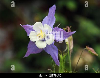 AQUILEGIA IN DEN GÄRTEN DER ABTEI MOTTISFONT, IN DER NÄHE VON ROMSEY, HAMPSHIRE. PIC MIKE WALKER, MIKE WALKER BILDER 2012 Stockfoto