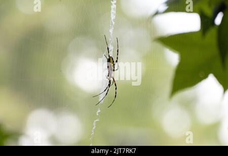 Eine große schwarze und gelbe Gartenspinne, die aus ihrem Netz hängt Stockfoto