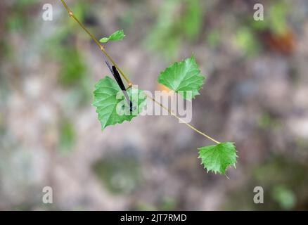 Eine dünne Damselfliege, die auf einer Weinrebe thront Stockfoto