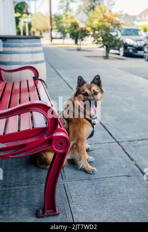 Deutscher Schäferhund wartet auf Menschen außerhalb von roten Bank und Weinfass, Nachbarschaft Stockfoto