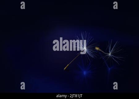 Dandelionblütenkerne auf dunkelblau glänzendem Raum. Stockfoto