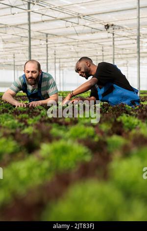Selektiver Fokus auf zwei Männer, die hart arbeiten, um die Pflanzenentwicklung zu überprüfen und vor der Ernte eine Qualitätskontrolle zu machen.verschiedene Gewächshausarbeiter, die Salat in hydroponischer Bio-Landwirtschaft anbauen. Stockfoto