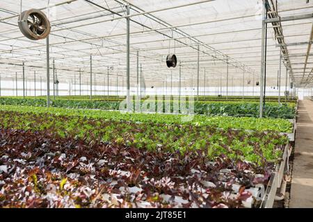 Leere hydroponische Umgebung mit Bio-Lebensmitteln, die biologisch angebaut werden und keine Pestizide zur Lieferung an vegane Restaurants enthalten. Keine Menschen in Gewächshäusern mit hydroponischem System bauen organischen Salat an. Stockfoto