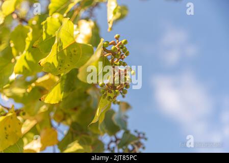 Ligustrum lucidum Blätter und Blumen auf blauem Hintergrund. Baum aus China, weit verbreitet in der städtischen Aufforstung. Landschaftsbau. Stockfoto