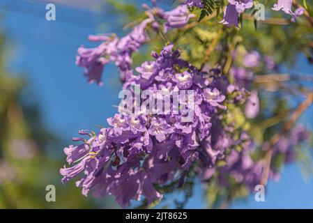 Fliederblüten des Jacaranda-Baumes mimosifolia, D. Don. Zierbaum der Familie der Bignoniaceae, beheimatet in Argentinien, Bolivien und Südbrasilien Stockfoto