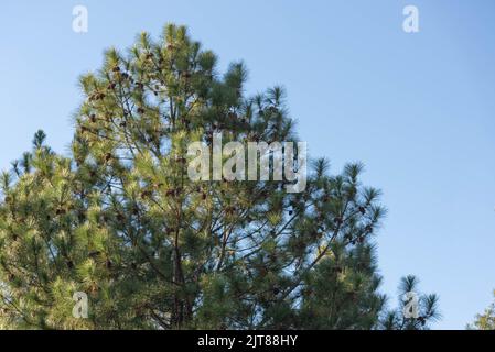 Pinus eliottii auf blauem Hintergrund. Kiefernarten. Es ist Teil der Gruppe der Kiefernarten mit einem Verbreitungsgebiet in Kanada und den Vereinigten Staaten von Stockfoto