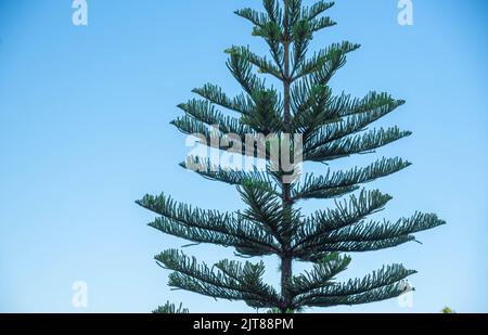 Pinus eliottii auf blauem Hintergrund. Kiefernarten. Es ist Teil der Gruppe der Kiefernarten mit einem Verbreitungsgebiet in Kanada und den Vereinigten Staaten von Stockfoto