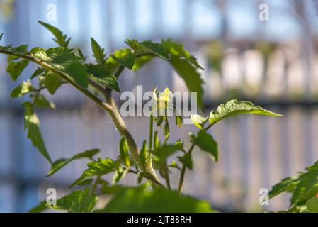 Pflanze und Blume von Solanum lycopersicum. Tomate ist eine Frucht, obwohl sie häufig als Gemüse in Salaten und warmen Gerichten verwendet wird. Es ist ein weit verbreitetes Stockfoto