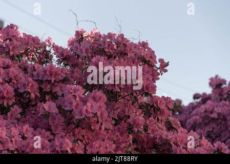 Pflanzen und Blumen von Rhododendron simsii. Die Azalee oder Azalee[Anmerkung 1] ist ein Strauch von Blumen in der Gattung der Rhododendren klassifiziert, gibt es deci Stockfoto