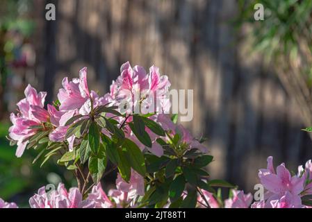 Pflanzen und Blumen von Rhododendron simsii. Sträucher mit dunkelgrünem Laub und reichlicher Blüte. Ihre einzelnen oder doppelten Blumen können unterschiedliche Farbe haben Stockfoto