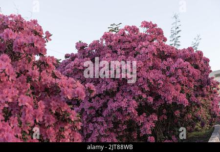 Pflanzen und Blumen von Rhododendron simsii. Die Azalee oder Azalee[Anmerkung 1] ist ein Strauch von Blumen in der Gattung der Rhododendren klassifiziert, gibt es deci Stockfoto