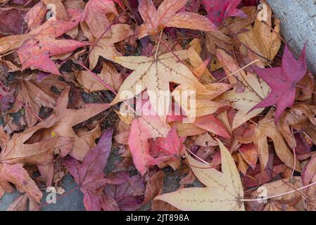 Platanis x hispanica Blätter entlaubten in der Herbstsaison. Platanen sind Bäume der Gattung Platanus, der Familie Platanaceae, die aus E stammen Stockfoto