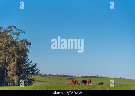 Ländliche Landschaft im Pampa-Biom in Südamerika. Die Pampa hat eine große Pflanzenvielfalt, mit etwa dreitausend Pflanzenarten, die gefunden werden. Stockfoto