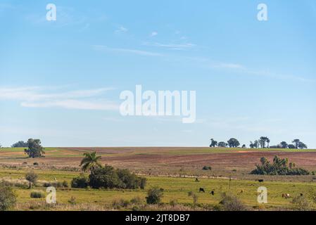 Ländliche Landschaft im Pampa-Biom in Südamerika. Die Pampa hat eine große Pflanzenvielfalt, mit etwa dreitausend Pflanzenarten, die gefunden werden. Stockfoto