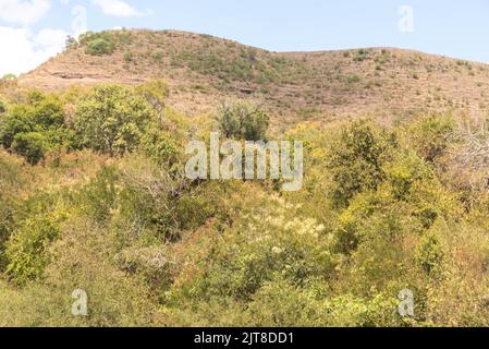Ländliche Landschaft Pampa Biom im Süden Brasiliens. Bereich der Erhaltung der Umwelt. Rio Grande do Sul RS Brasilien. Ländlicher Tourismus. Getreideproduktion Stockfoto
