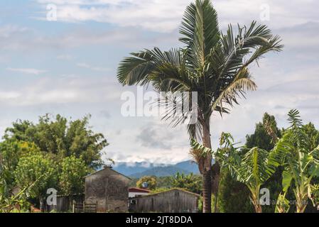 Ländliche Landschaft mit brasilianischen Palmen. Einheimische Flora Amerikas. Kleines ländliches Anwesen in Brasilien. Ökotourismus. Stockfoto