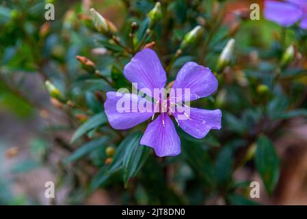 Tibouchina Mutabilis blüht in der Blütezeit. Gehört zur Familie der Solanaceae und ist im brasilianischen Atlantischen Wald beheimatet. Es hat klein und lo Stockfoto