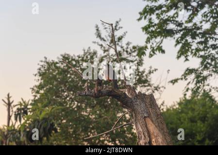 Der Vogel Turdus rufidentris thront auf einem trockenen Baumzweig. Heimischer Vogel aus mehreren Ländern in Südamerika, wie Argentinien, Brasilien, Bolivien, Uruguay und Stockfoto