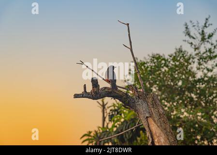 Der Vogel Turdus rufidentris thront auf einem trockenen Baumzweig. Heimischer Vogel aus mehreren Ländern in Südamerika, wie Argentinien, Brasilien, Bolivien, Uruguay und Stockfoto