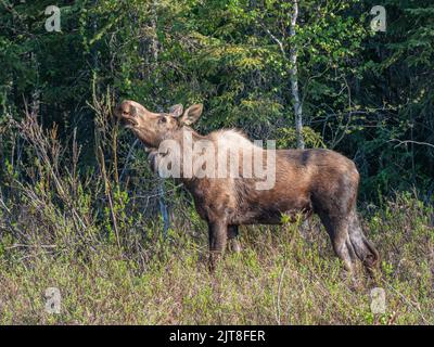 Eine Kuh Elch in Alaska Stockfoto