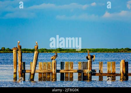 Braune Pelikane (Pelecanus occidentalis) halten an einer Schotte in der Dauphin Island Bay, 27. August 2022, auf Dauphin Island, Alabama. Stockfoto