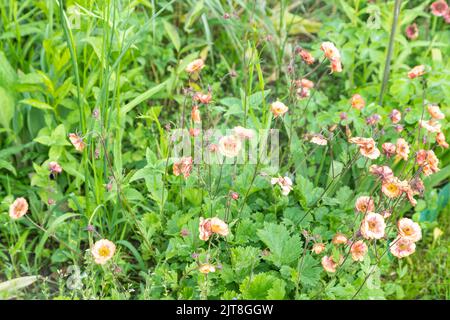 Wunderschöne Avens oder geum Orangenblüten im Garten, selektiver Fokus. Stockfoto