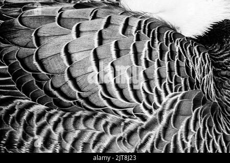 Nahaufnahme von Kaisergans oder Anser canagicus, Federn Stockfoto