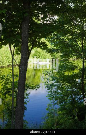 Blick auf weiß gestrichenen Dock am See durch Bäume im Frühjahr. Stockfoto