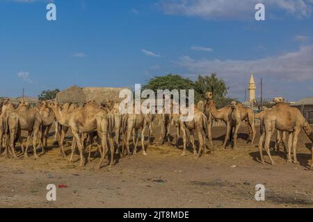 Blick auf den Kamelmarkt in Hargeisa, der Hauptstadt von Somaliland Stockfoto