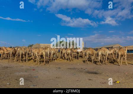 Blick auf den Kamelmarkt in Hargeisa, der Hauptstadt von Somaliland Stockfoto