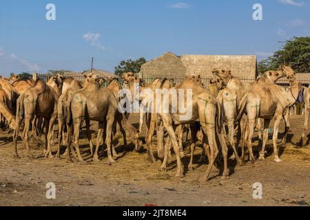 Blick auf den Kamelmarkt in Hargeisa, der Hauptstadt von Somaliland Stockfoto