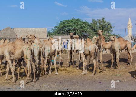 Blick auf den Kamelmarkt in Hargeisa, der Hauptstadt von Somaliland Stockfoto