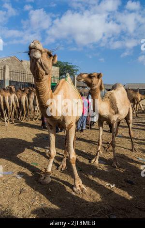 Blick auf den Kamelmarkt in Hargeisa, der Hauptstadt von Somaliland Stockfoto