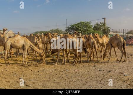 Kamelmarkt in Hargeisa, der Hauptstadt von Somaliland Stockfoto