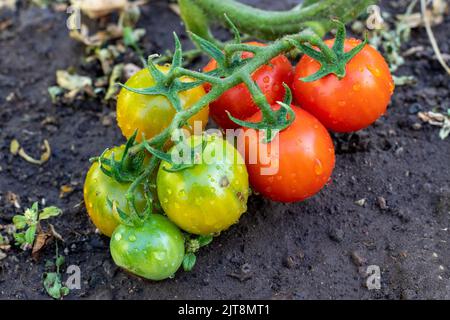 Braune Erde im Hintergrund. Auf dem Ast wachsen Kirschtomaten. Grüne und rote Tomaten. Bewässert frisches Gemüse. Gemüse im Jahr garden.se angebaut Stockfoto