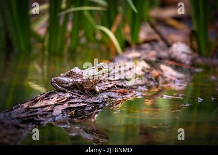 Ein amerikanischer Bullfrog (Lithobates catesbeianus) sitzt auf einem Baumstamm in einem Teich. Raleigh, North Carolina. Stockfoto