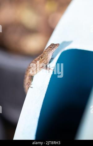 Invasive kubanische Anole Sonnenbaden in Florida Stockfoto