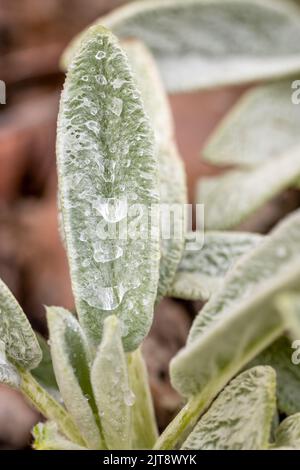 Wassertropfen Makro auf fuzzy Lämmer Ohren Stockfoto