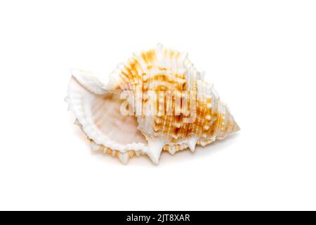 Bild der Bufonaria die rana-Muschel ist eine Art der Meeresschnecke, einer Meeresschnecke aus der Familie Bursidae, die auf weißem Rücken isoliert ist Stockfoto