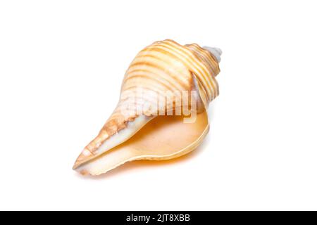 Bild von Hemifusus-Muscheln eine Gattung mariner Gastropoden-Weichtiere aus der Familie Melongenidae isoliert auf weißem Hintergrund. Unterwassertiere. Sea Shel Stockfoto