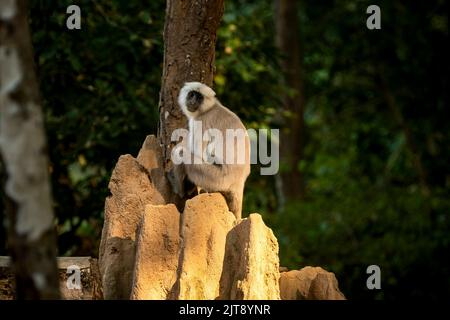 Himalaya Tarai grau Langur oder nördlichen Ebenen grau Langur Porträt auf Termitenhügel in natürlichen grünen Hintergrund im jim corbett Nationalpark Wald Stockfoto