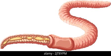 Abbildung des Regenwurm-Anatomiekonzepts Stock Vektor
