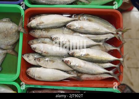 Ikan Kembung oder frischer Makrelenfisch im roten Korb Stockfoto